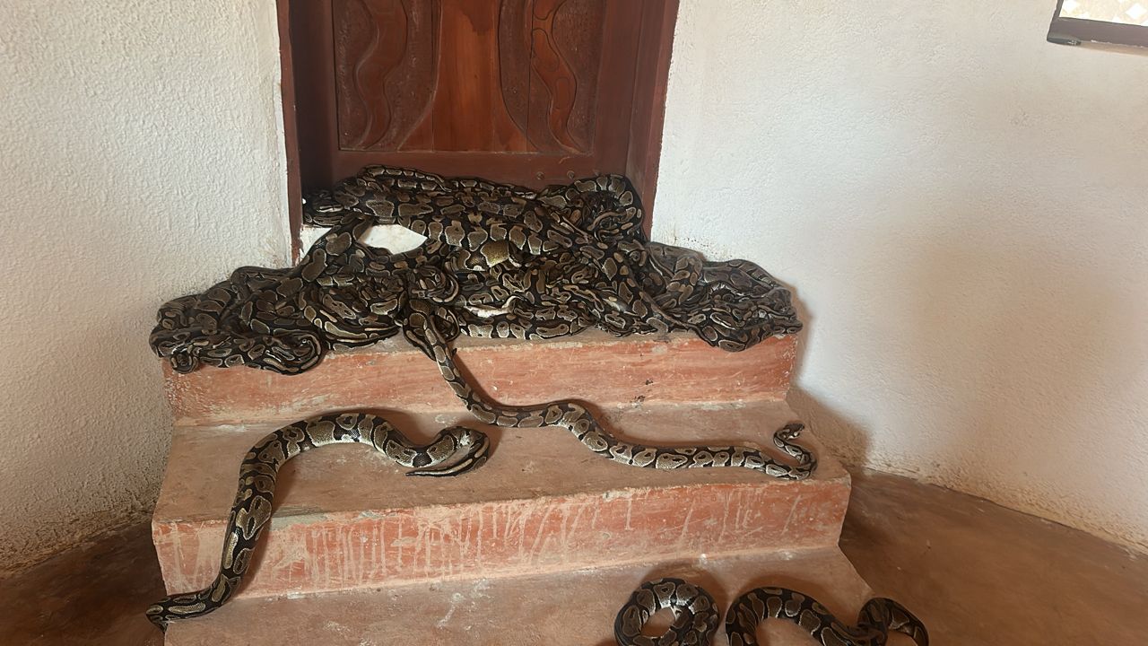 La Case des Pythons — Temple de Ouidah