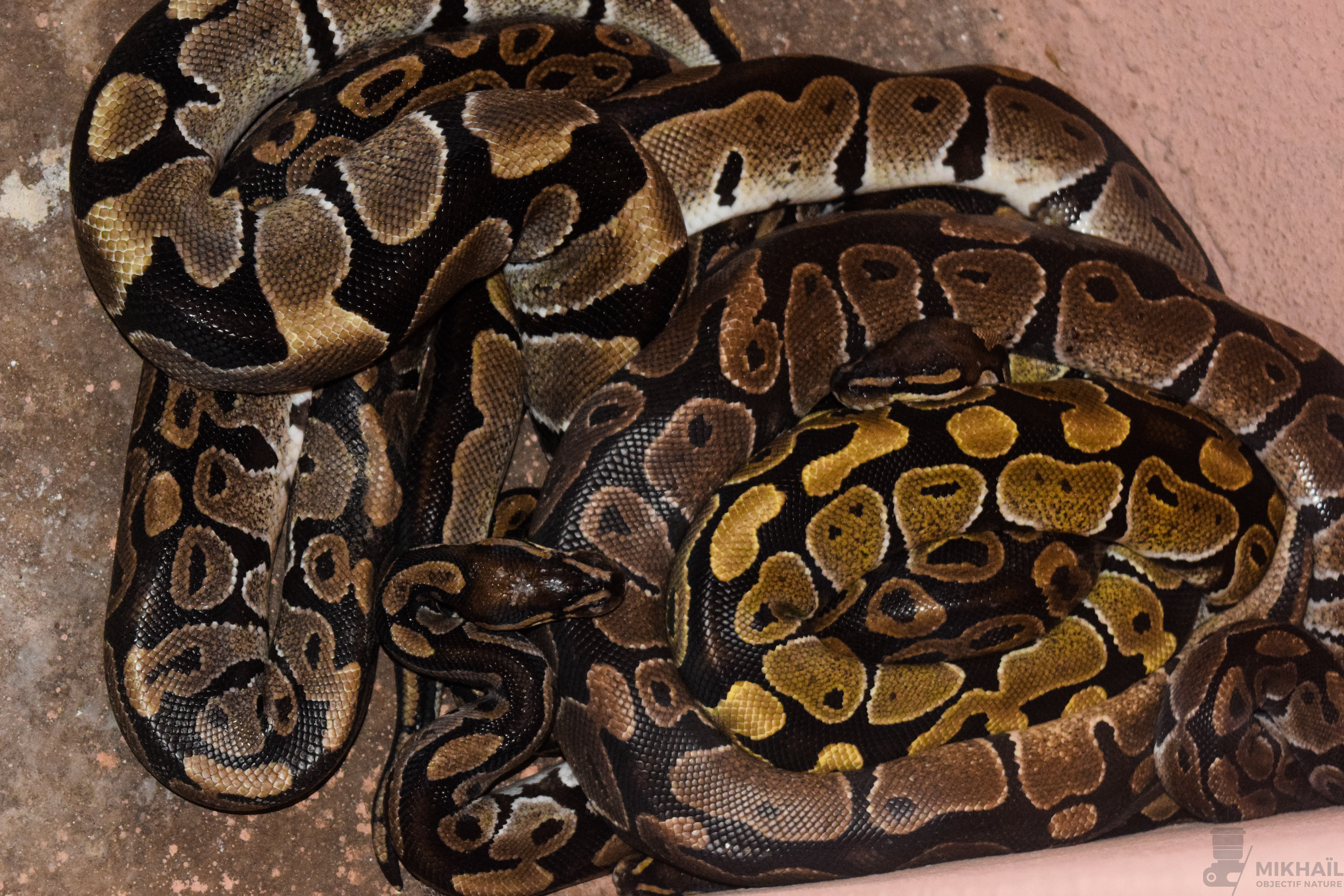 Les Pythons Sacrés